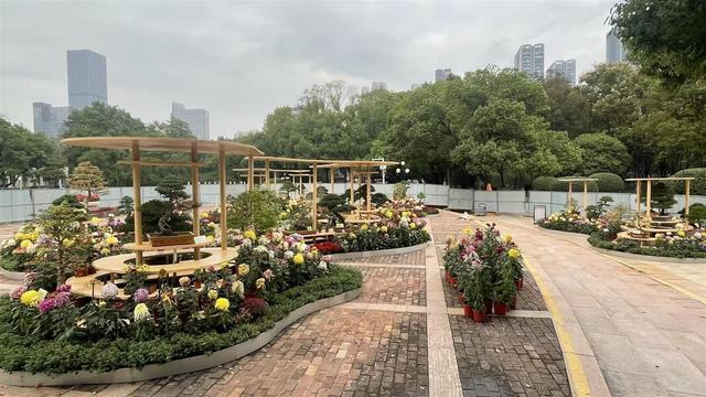 “巴公房子”立江畔，十大名菊传古韵！走过近70年的武汉菊展邀您来赏颜值品内涵