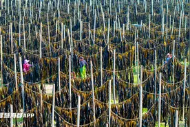 11万亩海带迎丰收！连江春日限定款“晒春”图上线！图片