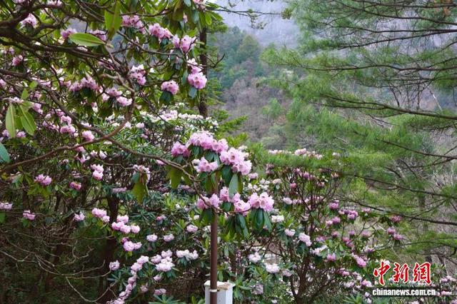 陕西商洛：秦岭高山杜鹃迎盛放期