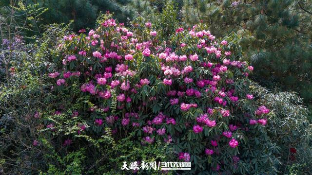 春山爽居 花海畅游｜在阿西里西邂逅千年杜鹃