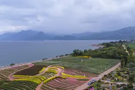 有一种叫云南的生活丨夏日澄江，邂逅抚海湾紫色浪漫图片