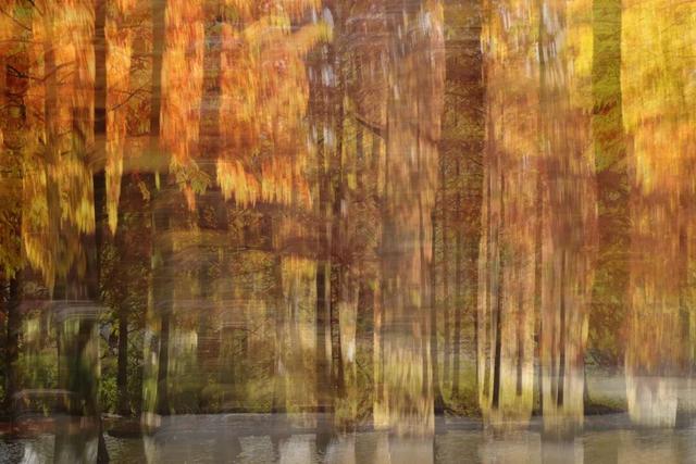 红的黄的绿的！天气这么好，来这些地方看看闵行的秋天吧~