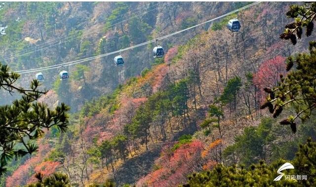 组图丨岱宗初冬暖光漫 红果松影醉游人