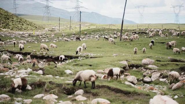 2026大皖研学夏令营·青海篇｜移动城堡房车6日营