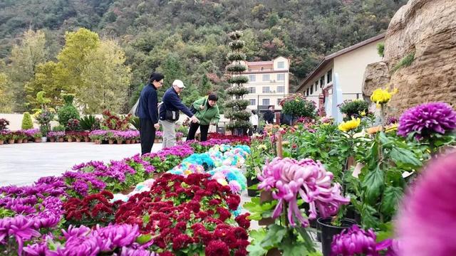 不是花中偏爱菊，此花开尽更无花！保康五道峡景区菊开成海