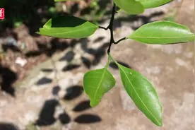 今日好稿丨熊桂林女儿：我从小就和爸爸赛奖状！图片