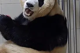 结束隔离检疫后，“福宝”如何顺利度过适应期？图片