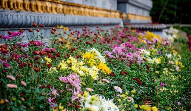 乐山这里的菊花即将迎来盛花期，足足有50多种，约吗？