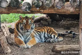 立夏游园指南｜北京动物园的初夏奇遇记图片