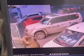 棕熊半夜闯入酒店觅食 熟睡男子被惊醒后淡定溜开 当事人：拿手机是为了报警救命图片