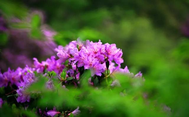 四月赏花图鉴，赴一场山花烂漫的仙境之约~