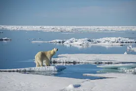 英媒：气候变暖迫使北极熊跑到陆地上与人类“亲密接触”图片
