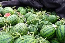 冲上热搜！西瓜价格大跳水，部分地区跌破1元每斤图片