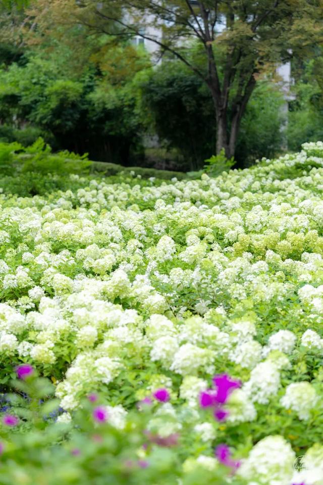 圆锥绣球+硫华菊盛放！植物园双花展上新！