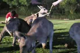 游客在上海野生动物园被袋鼠揍了？园方：确有发生，将更新安全提示图片