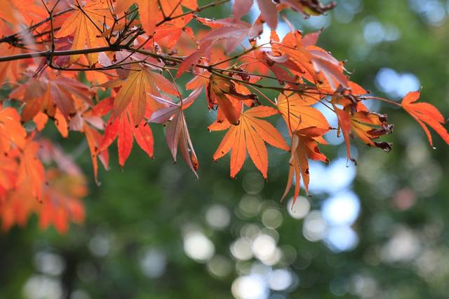 留住秋色！37处观赏点“落叶缓扫”