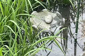 福寿螺、空心莲子草、红火蚁……外来入侵物种该如何防+治？图片