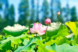 解锁“赏荷地图”，邂逅魔都夏日限定浪漫！图片