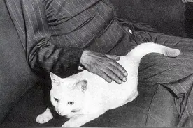 单向猫历2024，用一盒猫罐头，带来每周灵感加餐！还有独家赠品！图片