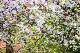 周末赏花～郑州这四个花展不容错过图片
