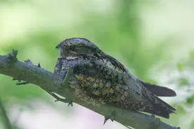 月亮睡了谁不睡？大半夜的在K歌？图片