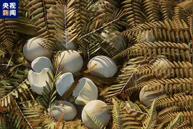 中国科研团队发现最早的恐龙蛋为革质蛋图片