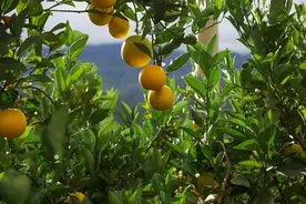 秋冬季水果消费趋势来了！“质价比”超越“低价”成为水果消费主流心智图片