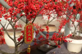 迎新春逛花市，济南举办年宵花节，推出赏花购花“一张图”请收藏！图片