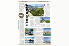 盐洲岛：红树林白鹭归巢 生态岛桥通人旺图片