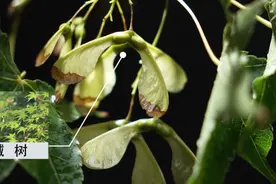 上海迎来赏果季，这些“秋实”你认识吗？图片