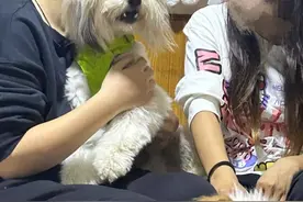 24岁女舞蹈老师骑电动车直行，被校车追尾辗轧不幸身亡图片