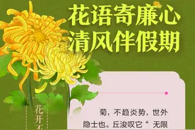 花语寄廉丨菊：花开不并百花丛，独立疏篱趣未穷图片