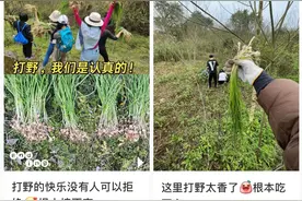 新闻多一度 | 年轻人组团“打野” 网传挖野菜攻略可信吗？图片