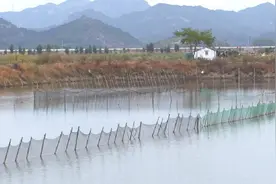 “三门青蟹”何以能值48亿元？图片