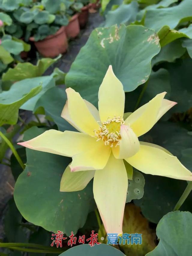 一年四季 泉在济南｜济南第39届荷花艺术节启幕，邀您共赏湖畔荷韵盛宴！