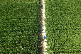 新华鲜报|当AI遇上种子 2025种子大会聚焦智慧育种图片