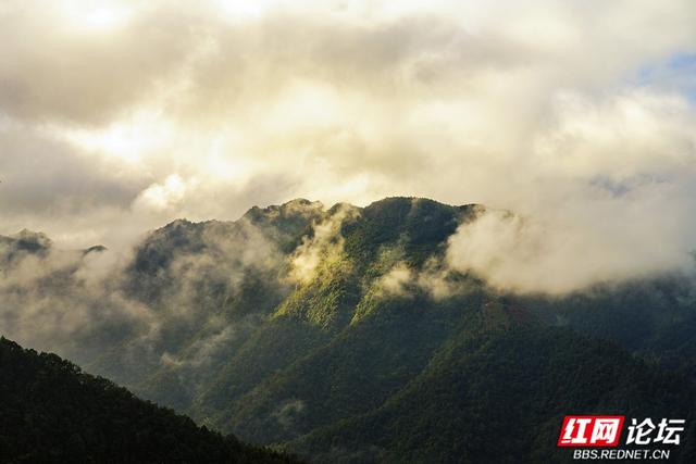 【每日一图@湖南】秋去冬来，赴一场怀化水杉林的红黄盛宴