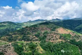 普洱江城：又是一年牛油果丰收季图片