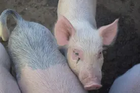 猪肉便宜了！为什么？未来价格走势如何?图片