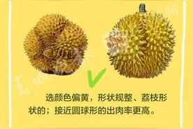 6步教你挑一个“报恩”榴莲！图片