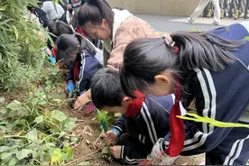 迎丰收“食”光 兴华萌娃享挖薯之乐图片