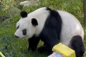 “生日快乐欣欣” 墨西哥民众为海外最长寿大熊猫送祝福图片