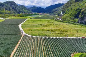 印江：科技赋能收三茬 南瓜丰产直供大湾区图片