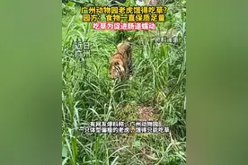 老虎骨瘦如柴，饿得只能吃草 广州动物园最新回应图片