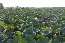 江西丰城：金秋莲子丰收 田间奏响致富乐章图片