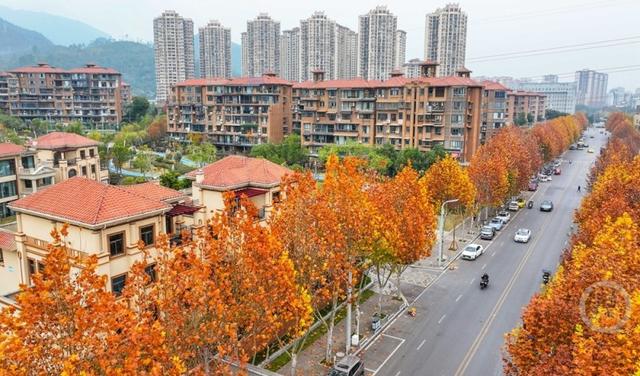 湿地公园 冬景如画