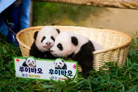 大熊猫双胞胎“睿宝”“辉宝”在韩国迎来一周岁生日图片