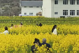 春日赏花漫游好去处 贵阳公交发布乘车指南图片