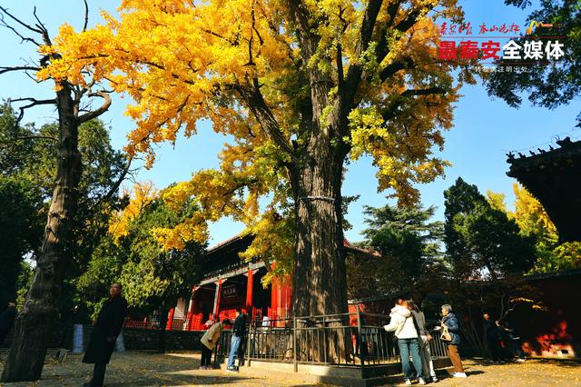 千年岱庙 一庭秋色