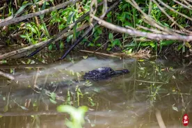 扬子鳄醒啦！来崇明这里寻鳄吧图片